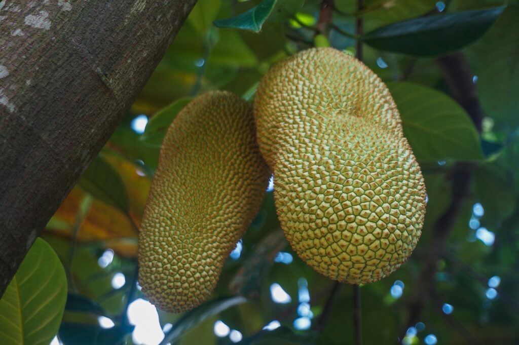 fruit, cempedak, jackfruit, tree, nature, tropical, delicious, sweet, tasty