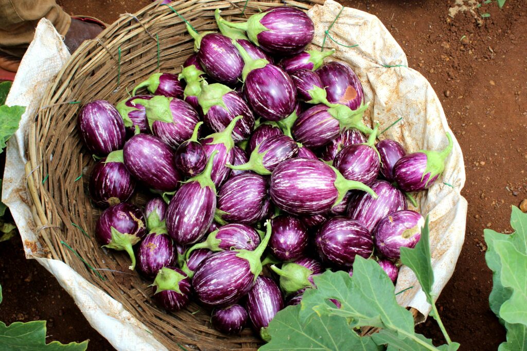 Top view of a wicker basket filled with fresh purple eggplants among green leaves, captured outdoors in India.