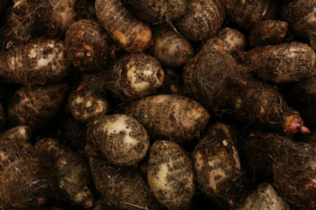 A high-quality image showcasing a close-up view of freshly harvested taro roots, capturing their natural texture and color.