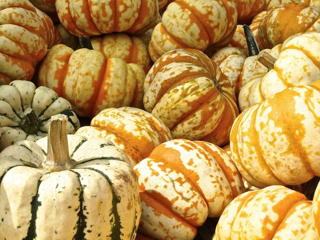 A vibrant assortment of pumpkins and squash showcasing fall harvest colors.